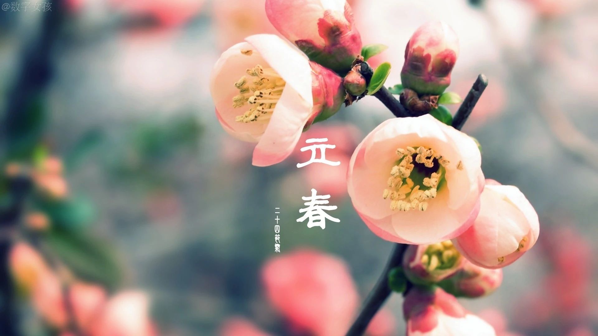 每日一学|今日立春 春之所至 万物更新