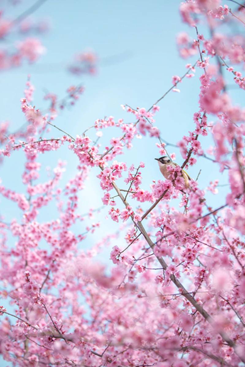 每日一学——春分 仲春初四日，春色正中分