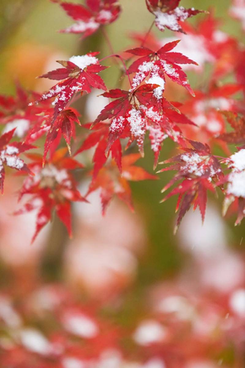 (每日一学 ）今日立冬