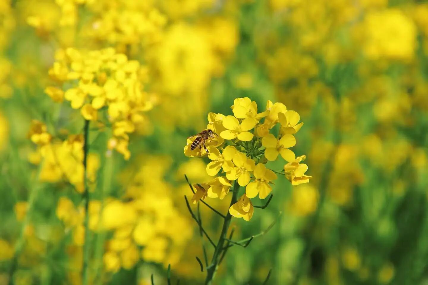 线上展｜山水枞阳的春天——定格春日美好·记录田园风光
