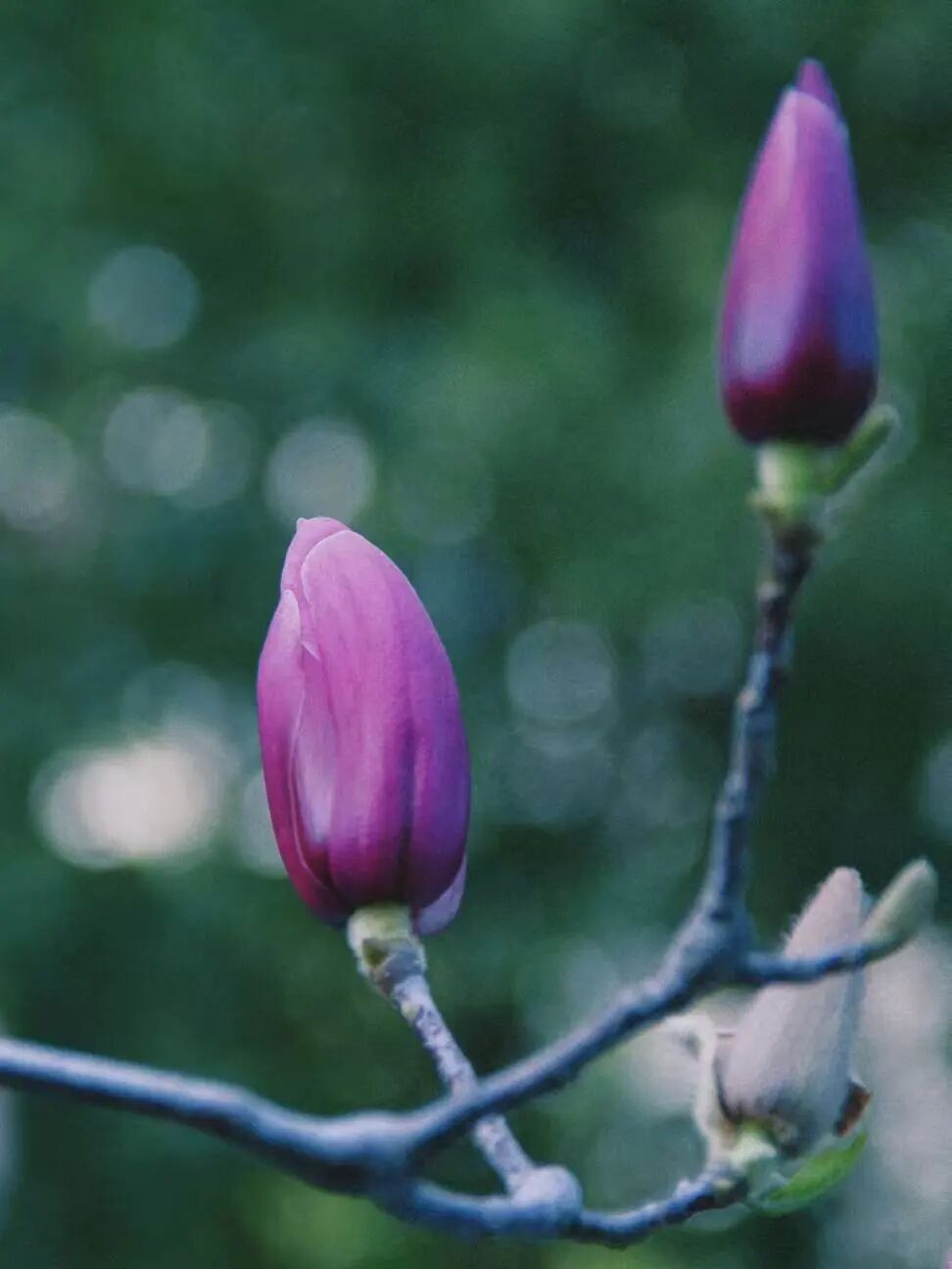 线上展｜山水枞阳的春天——定格春日美好·记录田园风光