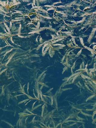 线上展｜山水枞阳的春天——定格春日美好·记录田园风光