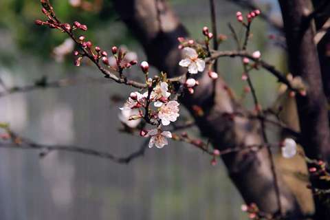 线上展｜山水枞阳的春天——定格春日美好·记录田园风光