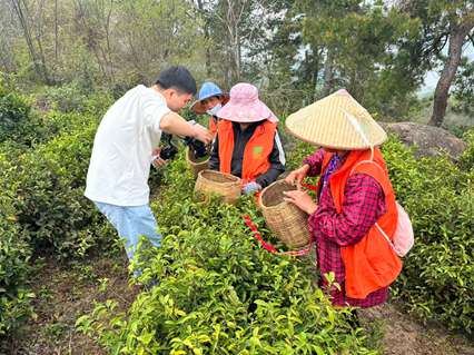 非遗在乡村：“龙王尖”茶制作技艺视频拍摄启动